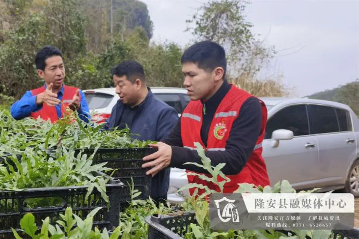 【乡村振兴】广西隆安都结乡：校地携手共筑乡村振兴新篇章 骨碎补产业助力大石山区绿色发展